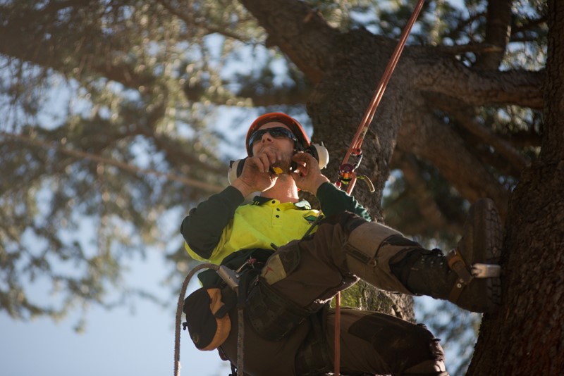 Arborist harnessed, climbing a tree